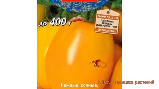 Томат обыкновенный Золото Востока (zoloto vostoka) ? обзор: как сажать, семена томата Золото Восток смотреть онлайн