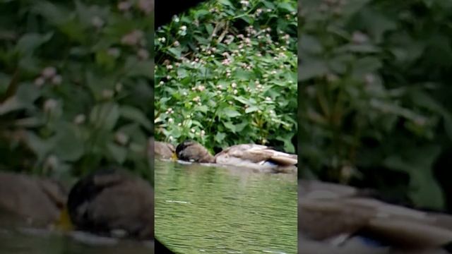 Прилетели зимние птицы.#кряква #утки #mallard #birds #bird #birdwatching #птицы смотреть онлайн