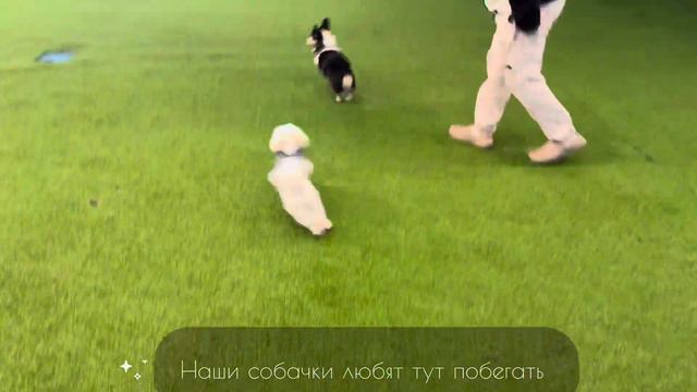КАК МЫ ЗАКОНЧИЛИ ЭТОТ ГОД? Купили Kia corento, много кушали, первый снег для четвероногих друзей смотреть онлайн