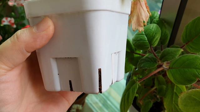 제라늄 물 주는 시기, 조안모프 리갈제라늄.