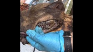 Как приготовит губу лося .