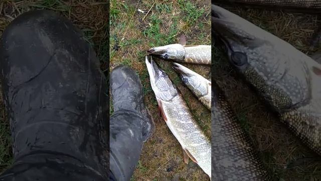Супер рыбалка. Классные девочки #рыбалка #хищниккузбасса #fishing #fish смотреть онлайн