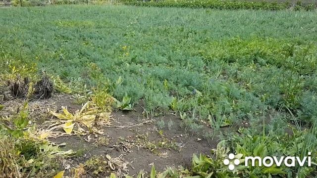 Борьба с сорняками в луке. Гербициды, которые можно использовать смотреть онлайн