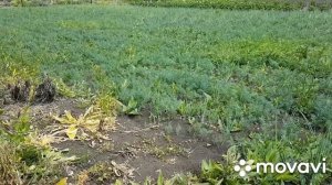 Борьба с сорняками в луке. Гербициды, которые можно использовать