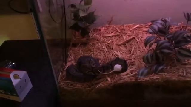 Ball Python vs. mouse in slow motion! #2 смотреть онлайн
