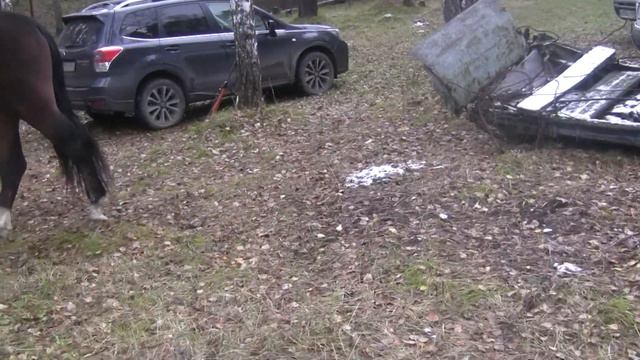 Жеребец спрятался за дерево смотреть онлайн