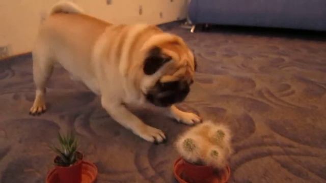 Пушистый кактус и мопс!