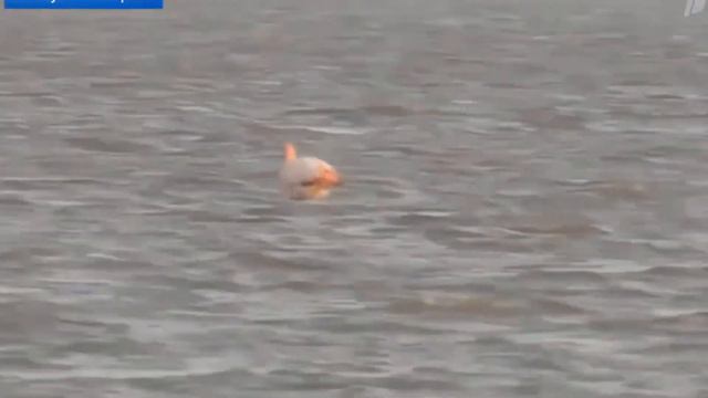 Экзотические гости Межводного смотреть онлайн