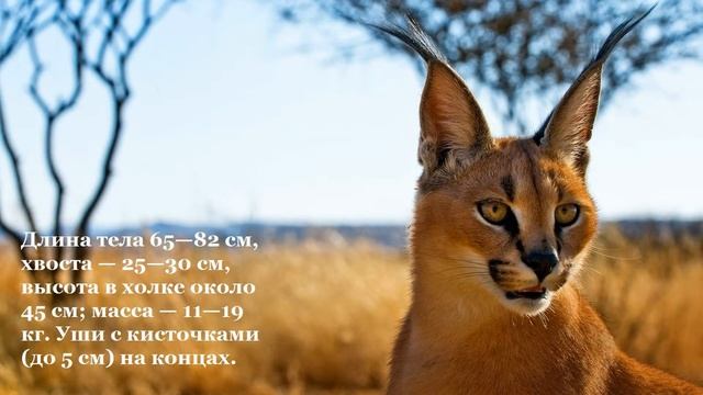 5 Редких Диких Кошек, о которых вы наверника не Знали! смотреть онлайн