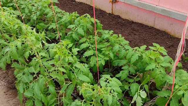 состояние огурчиков и томата смотреть онлайн