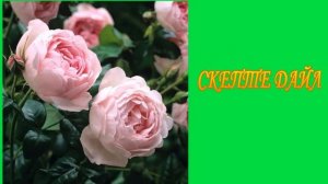 ЛУЧШИЕ СОРТА ПАРКОВЫХ РОЗ