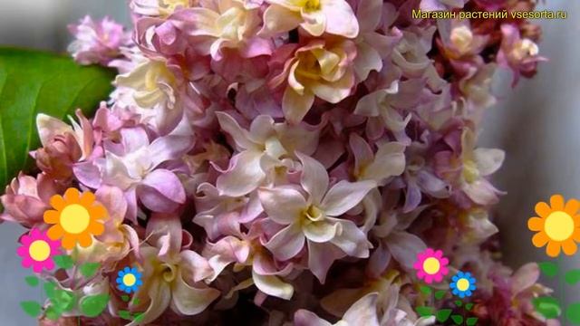 Сирень обыкновенная Федерико Гарсиа Лорка. Краткий обзор syringa vulgaris Федерико Гарсиа Лорка смотреть онлайн