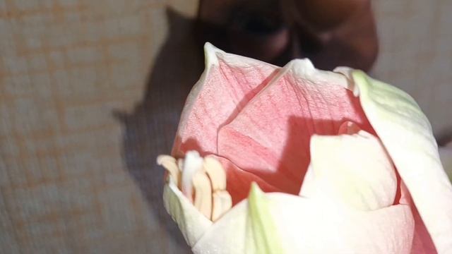внутри улитки смотреть онлайн
