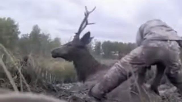 Олень застрял в болоте и почти потерял надежду На помощь пришли лесники смотреть онлайн