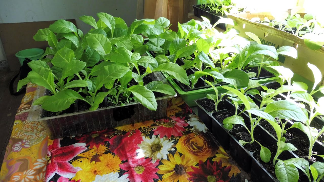 Как закалять рассаду табака перед высадкой в открытый грунт. смотреть онлайн