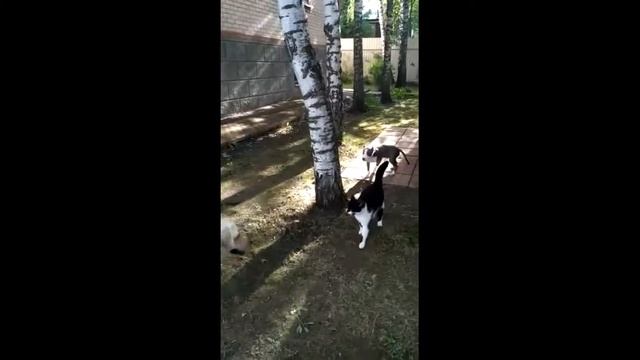 Моя история. Выпуск №5. Зооагрессия и как её избежать. Американский стаффордширский терьер. смотреть онлайн