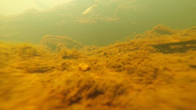 Underwater Footage Of The Upper Cunene River, Angola - September 2018.
