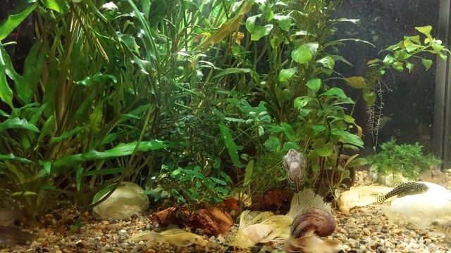 Мой аквариум 60 л/мир сомов/Нужны ли гуппи?