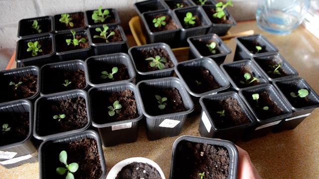 Обзор сеенцев петунии, эустомы, виолы