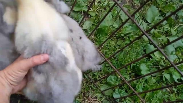 Выращивание уток 