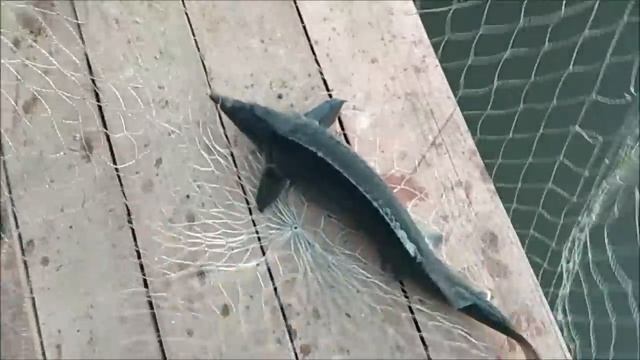 13.07.2018, КМ НОЧНАЯ И СУТОЧНАЯ РЫБАЛКА НАЧИНАЕТСЯ, ЧАСТЬ 1 смотреть онлайн