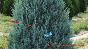 Можжевельник скальный Блю Эрроу (blue arrow) ? обзор: как сажать, саженцы можжевельника Блю Эрроу