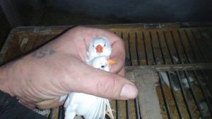 Варианты различия пола у зебровых амадин разного окраса.