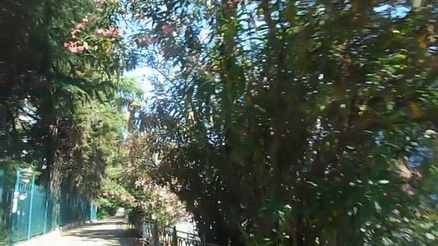 Сочи. Цветущий олеандр. (28 июня 2018 года.) смотреть онлайн