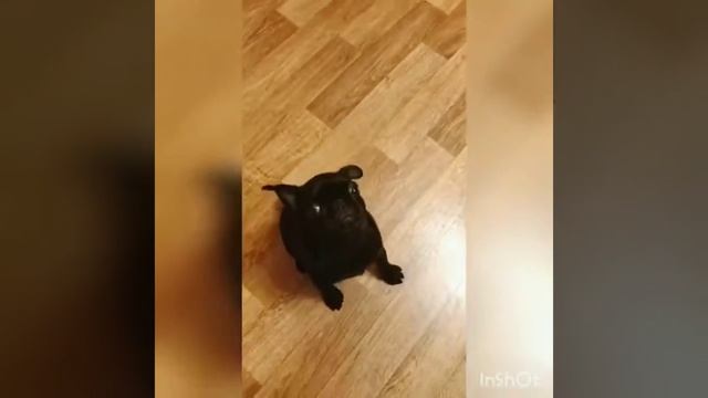 Учим мопса командам смотреть онлайн