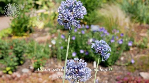 Allium azureum (syn. Allium caeruleum) - FarmerGracy.co.uk