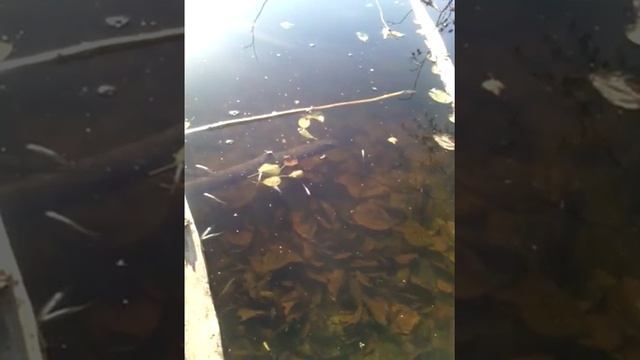 Зарыбление лесного озера Пружанский район смотреть онлайн