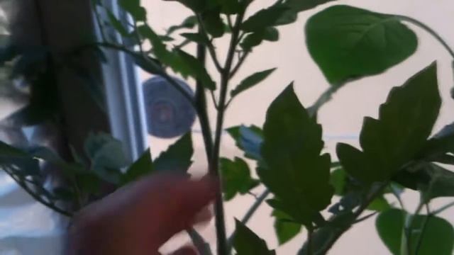 выживаем в мегаполисе - помидоры и перцы смотреть онлайн