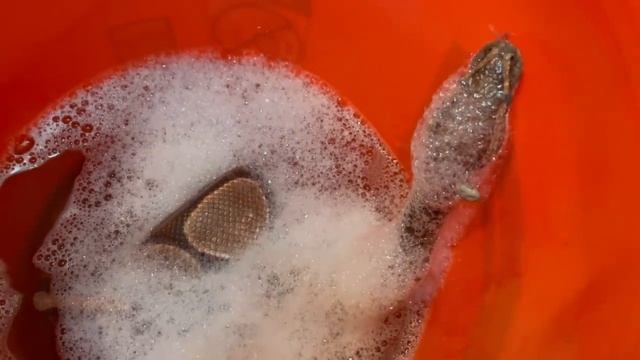REMOVING 110 TICKS OFF OF A WILD BALL PYTHON! смотреть онлайн