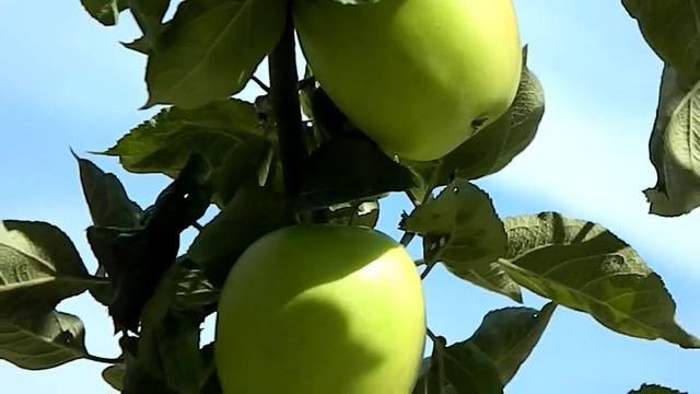 Malus domestica 'Golden delicious' смотреть онлайн