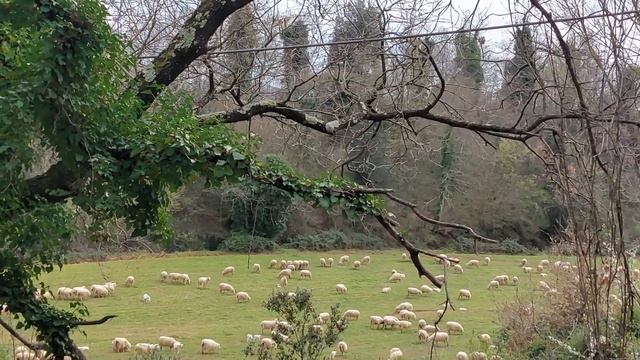 Какая милота нам встречается во время наших путешествий по Италии смотреть онлайн