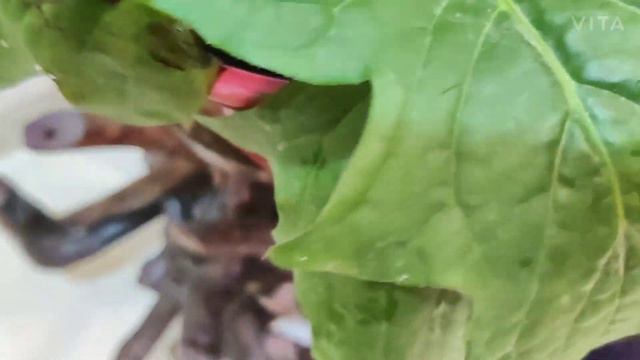 Gerbera Daisies : Light, Watering and other care requirements | The Practical Gardener смотреть онлайн