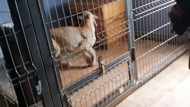 Кормление пумы смотреть онлайн