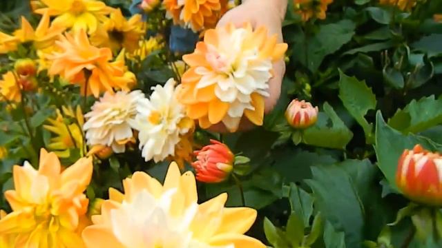 Some Favourite Dahlias & a Look at Chimeric Types смотреть онлайн