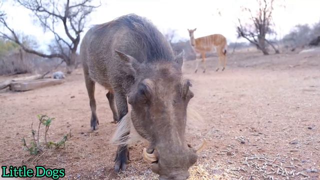 Мир диких животных.The world of wild animals. смотреть онлайн