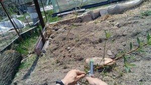 Посадка персиков кордоном.