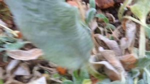 Чистец шерстистый.Смело обрезайте осенью.