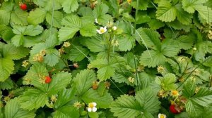 Посадите лесную землянику на даче Урожай все лето
