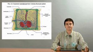 Зоология беспозвоночных. Ленточные черви