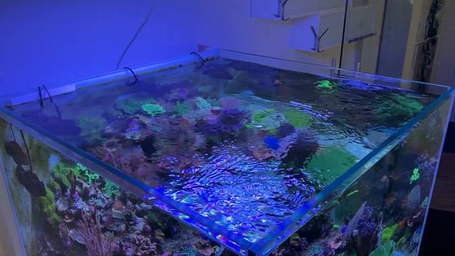 REEF TANK chillout video - The 1000 liter AQUARIUM from Elias 4K смотреть онлайн