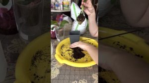Зиферантес