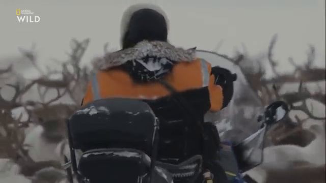 Дикая Скандинавия Страна льда и снега смотреть онлайн