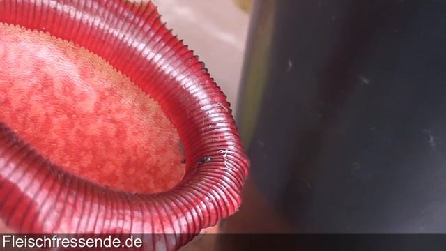 Nepenthes Ventricosa Kannenpflanze смотреть онлайн
