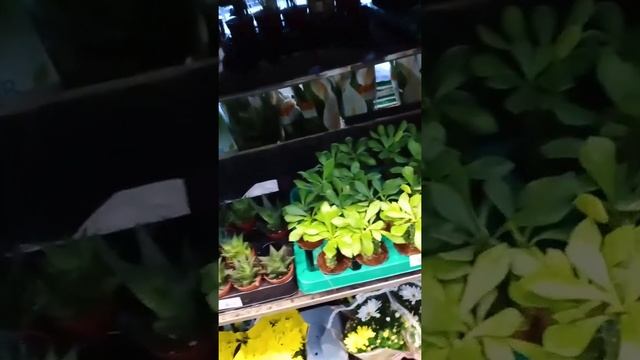 Один из любимых магазинов цветочных "Мир цветов". Тула 16.01.21 смотреть онлайн