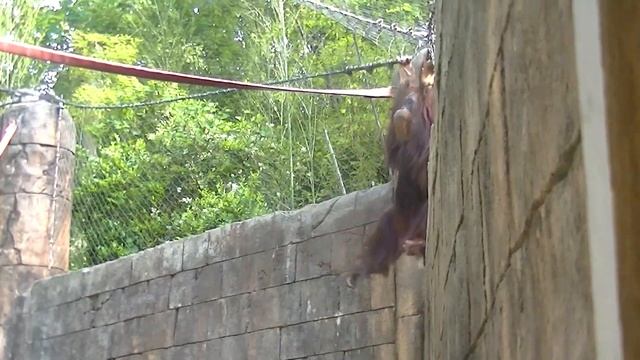 ?4/???SC.USA. ПРОГУЛЯЙТЕСЬ СО МНОЙ .MAY 2019.ЗООПАРК . GREENVILLE ZOO. смотреть онлайн