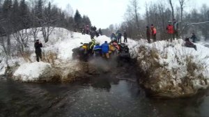 Медведь шатун 2016